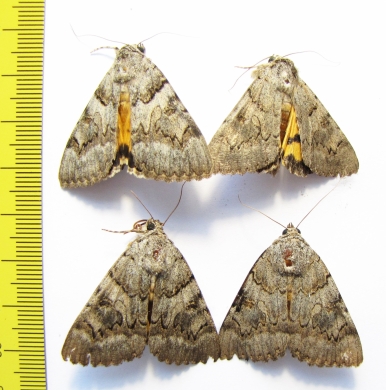 Catocala sp.  Russia, Astrakhan reg. - INSECTS-STORE.RU