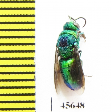 Chrysididae sp.  South Africa Rep. - INSECTS-STORE.RU