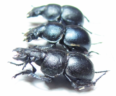 Lethrus bulbocerus, pair  Kazakhstan - INSECTS-STORE.RU