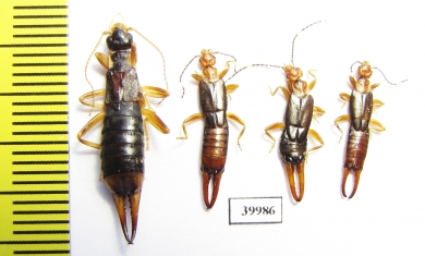Dermaptera sp.  Malaysia, Borneo - INSECTS-STORE.RU