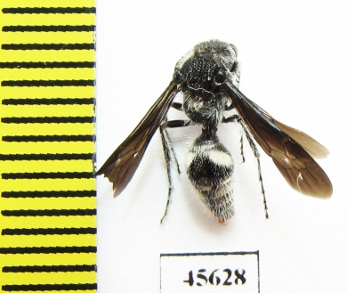 Mutillidae sp.  South Africa Rep. - INSECTS-STORE.RU