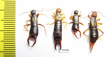 Dermaptera sp.  Kirgizstan - INSECTS-STORE.RU