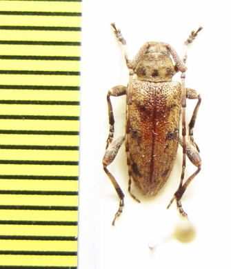 Aderpas pauper  Ethiopia - INSECTS-STORE.RU