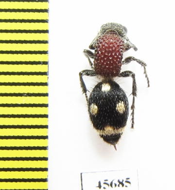 Mutillidae sp.  South Africa Rep. - INSECTS-STORE.RU