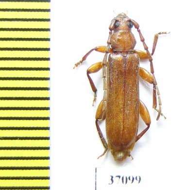 Cerambycidae sp.  South Africa Rep. - INSECTS-STORE.RU