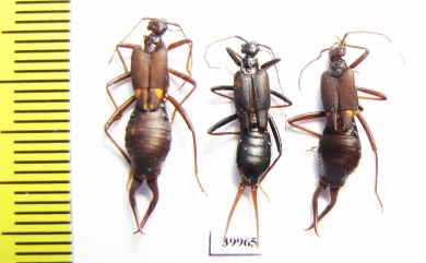 Dermaptera sp.  Malaysia, Borneo - INSECTS-STORE.RU