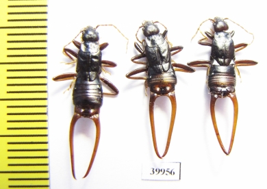 Dermaptera sp.  India - INSECTS-STORE.RU