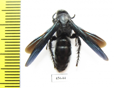 Scoliidae sp.  South Africa Rep. - INSECTS-STORE.RU