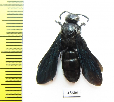 Scoliidae sp.  South Africa Rep. - INSECTS-STORE.RU