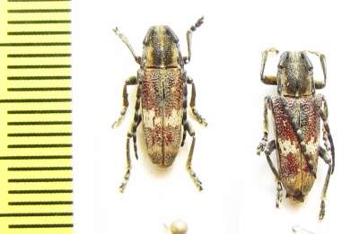 Glenea apicalis  Ethiopia - INSECTS-STORE.RU