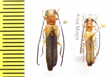 Oberea pagana  Ethiopia - INSECTS-STORE.RU