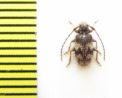 Exocentrus sp.  Ethiopia - INSECTS-STORE.RU