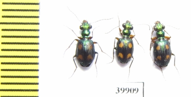 Carabidae sp.  Indonesia, Kalimantan - INSECTS-STORE.RU