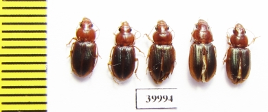 Carabidae sp.  Cuba - INSECTS-STORE.RU