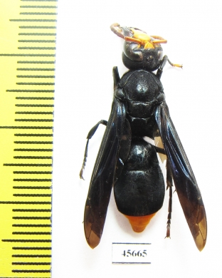 Hymenoptera sp.  South Africa Rep. - INSECTS-STORE.RU