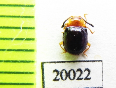 Endomychidae sp.  Indonesia, Sumatra - INSECTS-STORE.RU