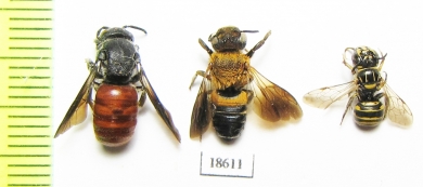 Hymenoptera sp.  Laos - INSECTS-STORE.RU