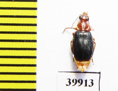 Carabidae sp.  Cuba - INSECTS-STORE.RU