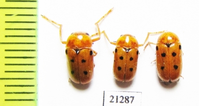 Chrysomelidae sp., pair  Uzbekistan - INSECTS-STORE.RU