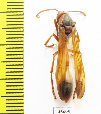 Hymenoptera sp.  South Africa Rep. - INSECTS-STORE.RU