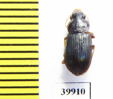 Carabidae sp.  Cuba - INSECTS-STORE.RU