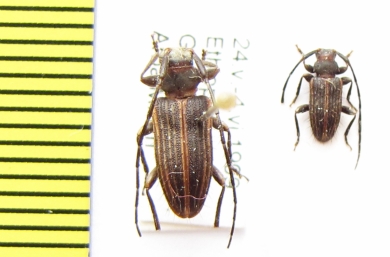 Exocentrus albolineatus  Ethiopia - INSECTS-STORE.RU