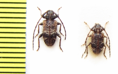 Exocentrus unicoloripennis  Ethiopia - INSECTS-STORE.RU