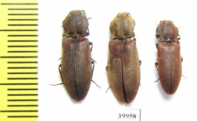 Elateridae sp.  Russia, Far East - INSECTS-STORE.RU