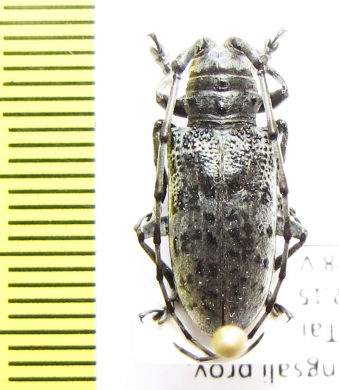 Anoplophora beryllina  Laos - INSECTS-STORE.RU