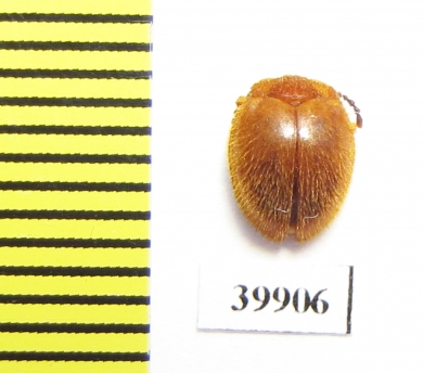 Endomychidae sp.  Peru - INSECTS-STORE.RU