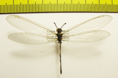 Myrmeleontidae sp.  China, Shaanxi - INSECTS-STORE.RU