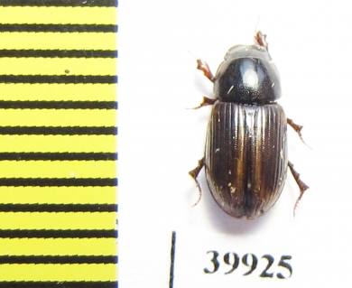 Aphodius circumcinctus  Russia, Astrakhan reg. - INSECTS-STORE.RU