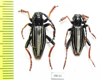 Dorcadion eurygyne  Kazakhstan - INSECTS-STORE.RU