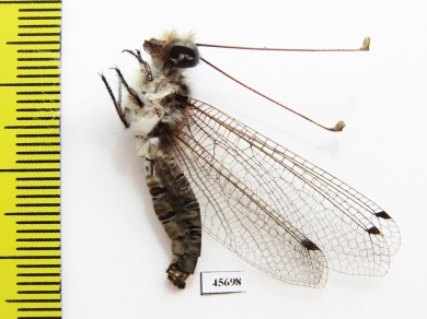 Ascalaphidae sp.  South Africa Rep. - INSECTS-STORE.RU