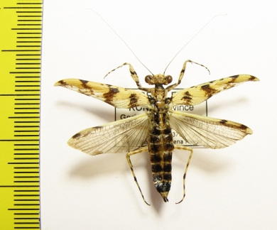 Mantodea sp.  Sierra Leone - INSECTS-STORE.RU