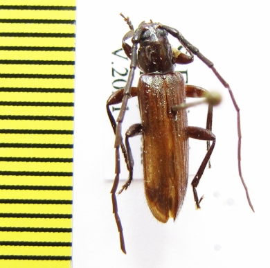 Metallyra nitidicollis  Ethiopia - INSECTS-STORE.RU