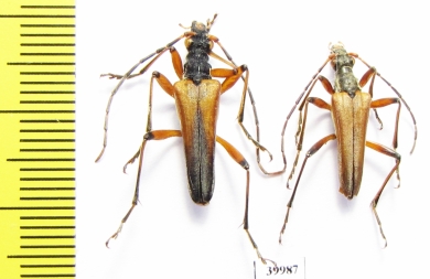 Stenocorus meridianus  Russia, Kaluga reg. - INSECTS-STORE.RU