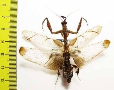 Mantodea sp.  Sierra Leone - INSECTS-STORE.RU