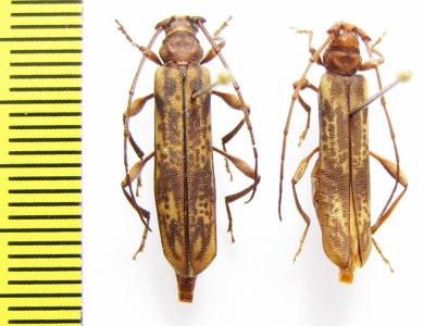 Xystrocera flavovariegata  Ethiopia - INSECTS-STORE.RU