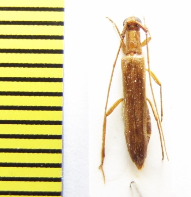 Listrocerum aeolis  Ethiopia - INSECTS-STORE.RU