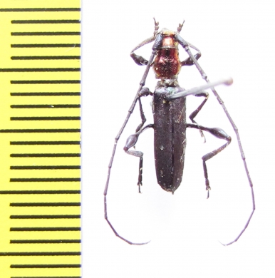 Euporus abyssinicus  Ethiopia - INSECTS-STORE.RU