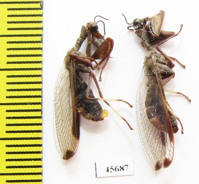 Mantispidae sp.  South Africa Rep. - INSECTS-STORE.RU