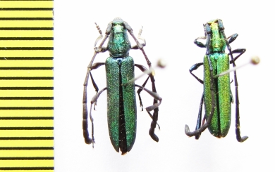 Closteromerus claviger laevipes  Ethiopia - INSECTS-STORE.RU