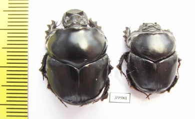 Diastellopalpus ? johnstoni  Kenya - INSECTS-STORE.RU