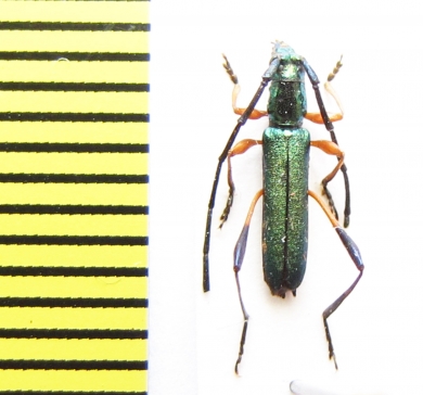 Promeces puncticollis  Ethiopia - INSECTS-STORE.RU