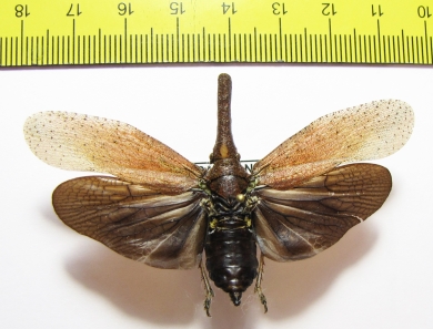 Homoptera sp.  Sierra Leone - INSECTS-STORE.RU