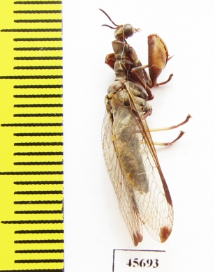 Mantispidae sp.  South Africa Rep. - INSECTS-STORE.RU