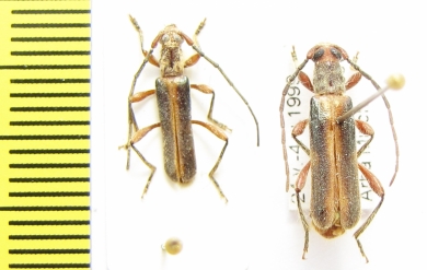 Ossibia fuscata  Ethiopia - INSECTS-STORE.RU