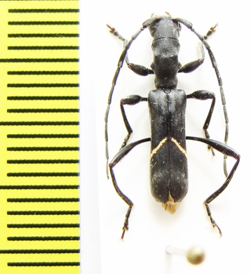 Oxilus boulardi  Ethiopia - INSECTS-STORE.RU