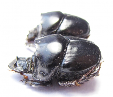 Diastellopalpus ? johnstoni  Kenya - INSECTS-STORE.RU